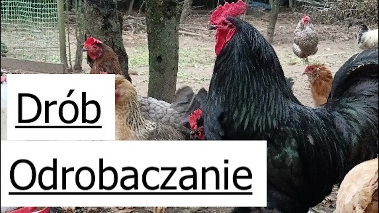 Zdjęcie Skuteczne metody odrobaczania kur - chemiczne i naturalne sposoby