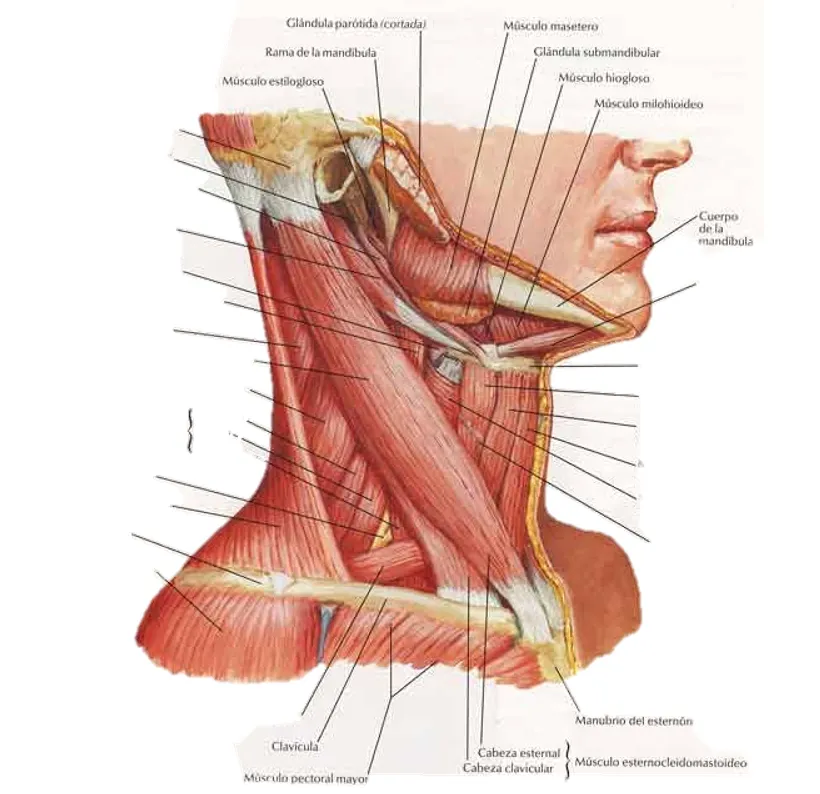 Zdjęcie Todo lo que necesitas saber sobre el músculo suprahioideo y su función