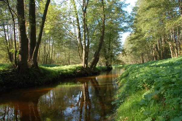 Zdjęcie Rezerwat przyrody Puszcza Słupecka – tajemnice, flora i fauna w zagrożeniu