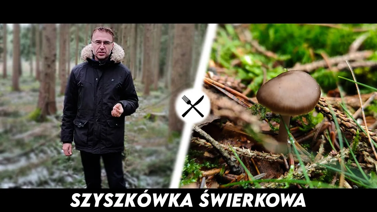 Zdjęcie Jakie grzyby w lesie świerkowym warto zbierać i jak ich unikać