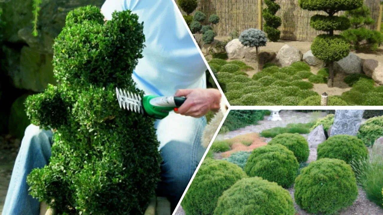 Zdjęcie Rzeźby z roślin: jak stworzyć piękne topiary w swoim ogrodzie