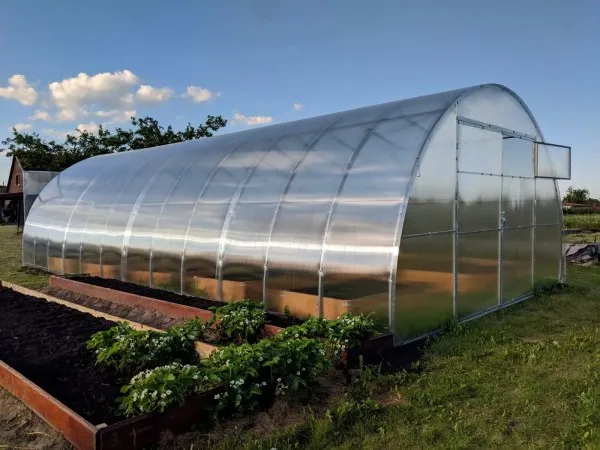 Zdjęcie Jaka grubość poliwęglanu na szklarnie zapewni najlepsze efekty?