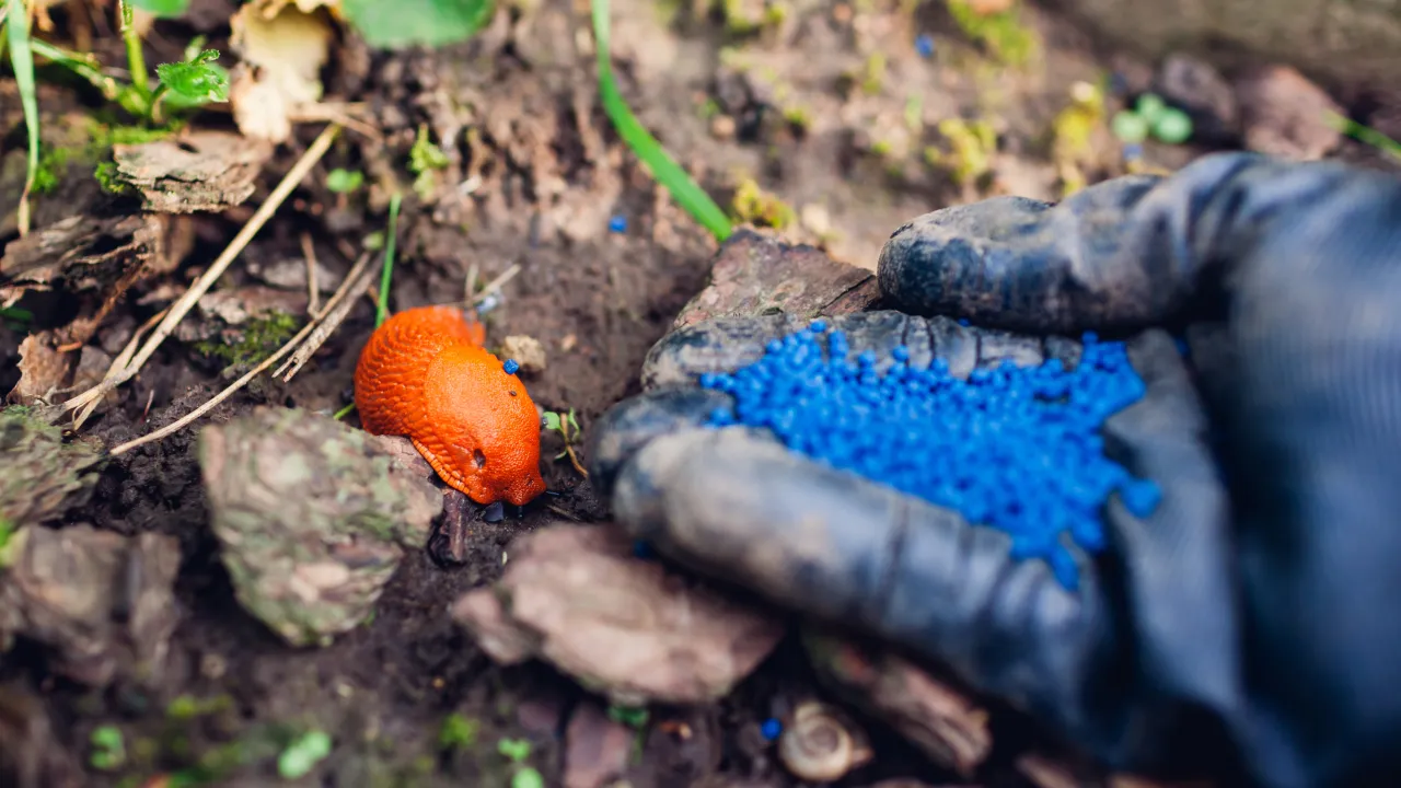 Zdjęcie Jak działają niebieskie granulki na ślimaki i dlaczego są skuteczne?