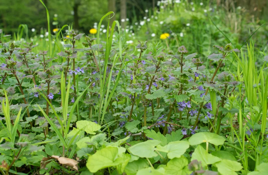 Zdjęcie Bluszczyk kurdybanek: chwast czy cud? Poznaj jego podw&oacute;jną naturę