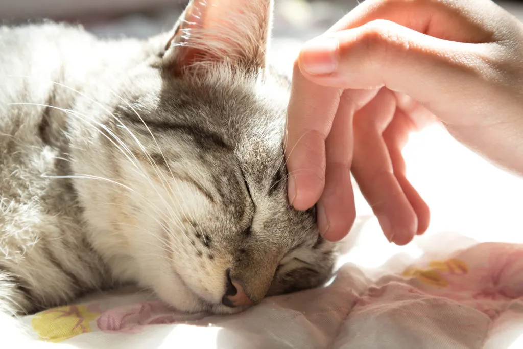 Zdjęcie Warum schnurrt eine Katze? Die überraschenden Gründe für das Schnurren