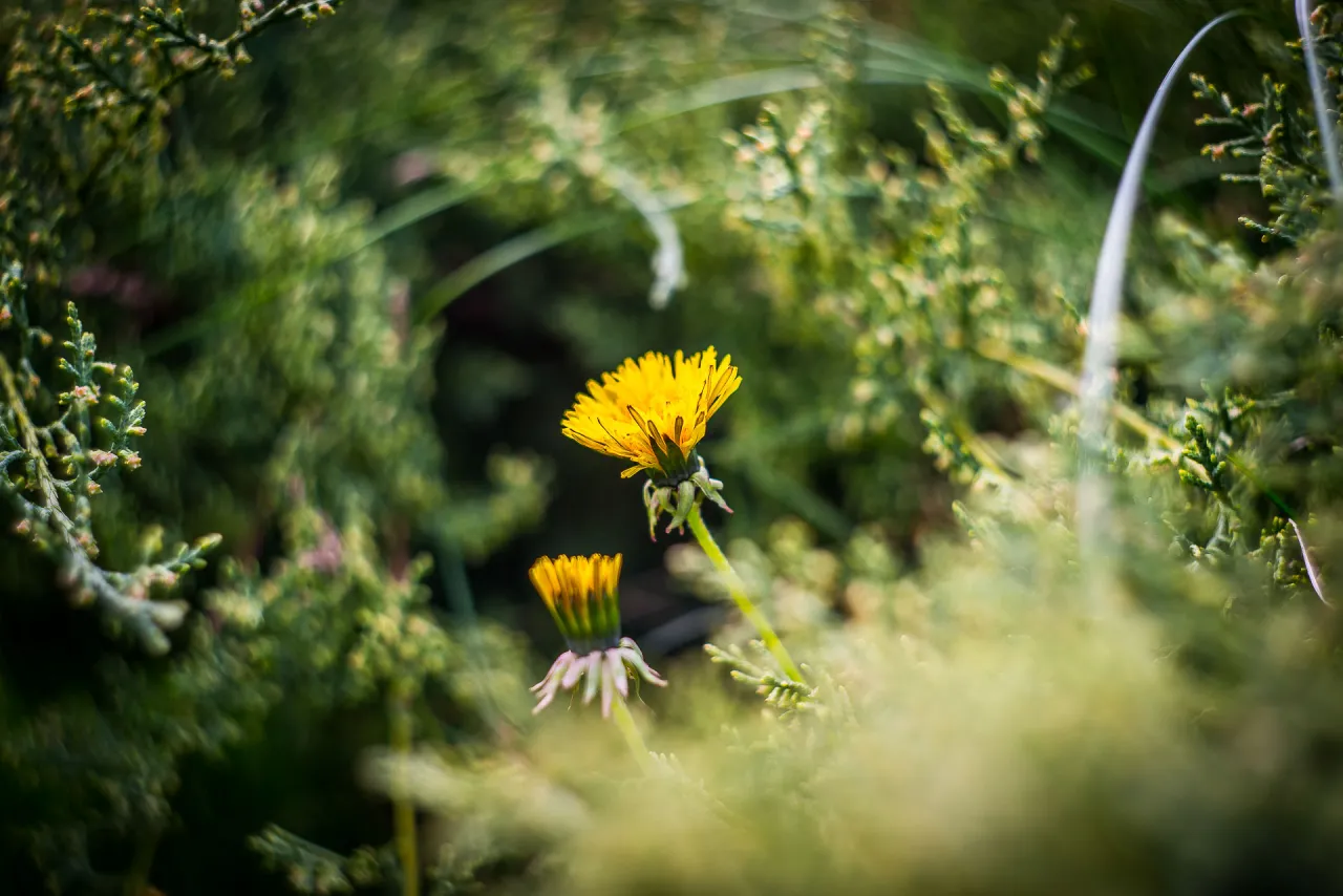 Zdjęcie Helios-44-2: Wybierz sw&oacute;j obiektyw i uzyskaj wirujące bokeh!