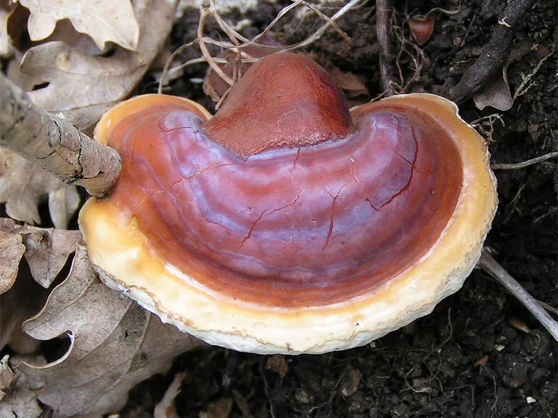 Zdjęcie Ganoderma - niezwykłe właściwości lecznicze grzyba nieśmiertelności