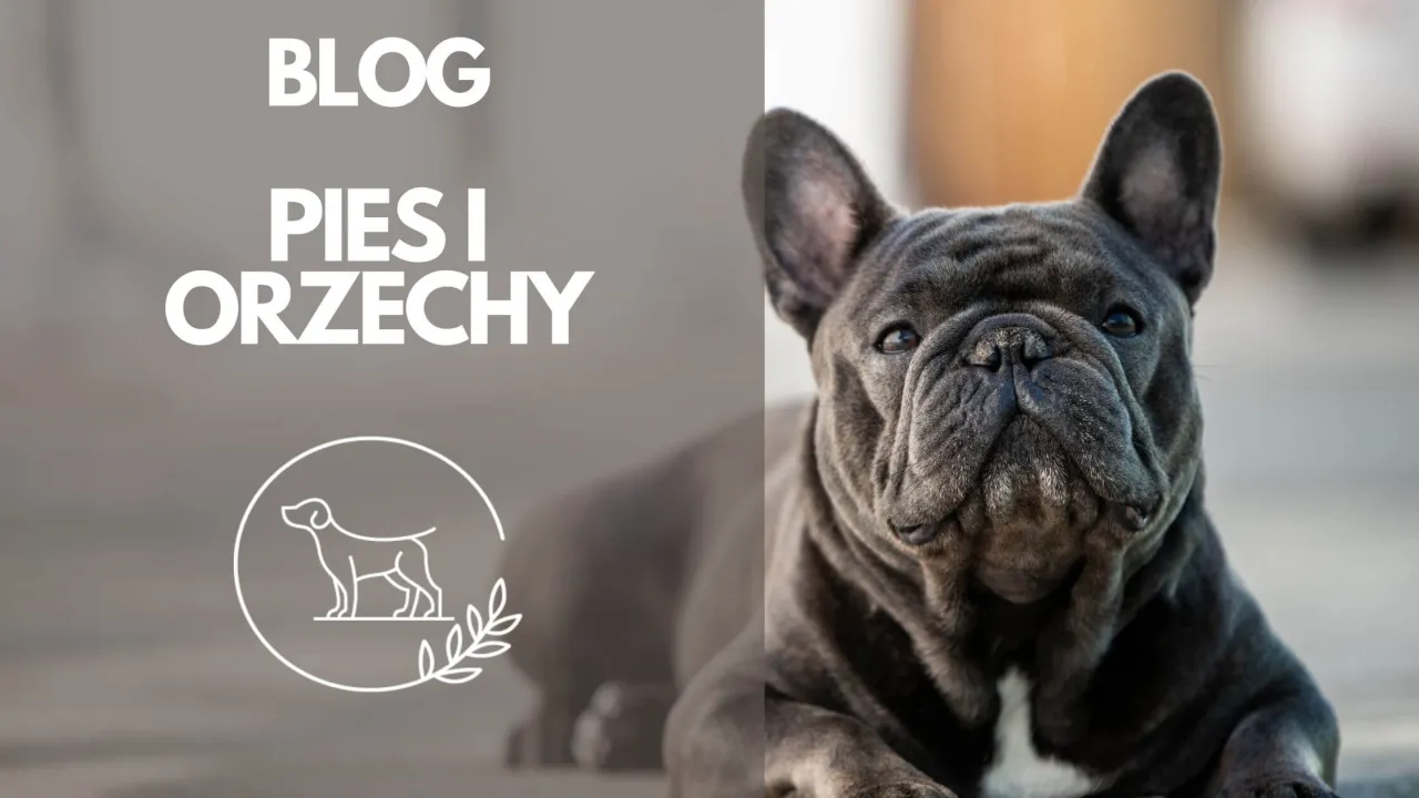 Zdjęcie Czy pies może jeść orzechy pekan? Szkodliwość i bezpieczne przekąski.