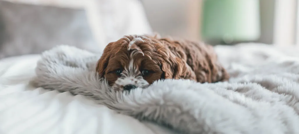 Zdjęcie Jak się pozbyć sierści z prania? Skuteczne metody na włosy zwierząt