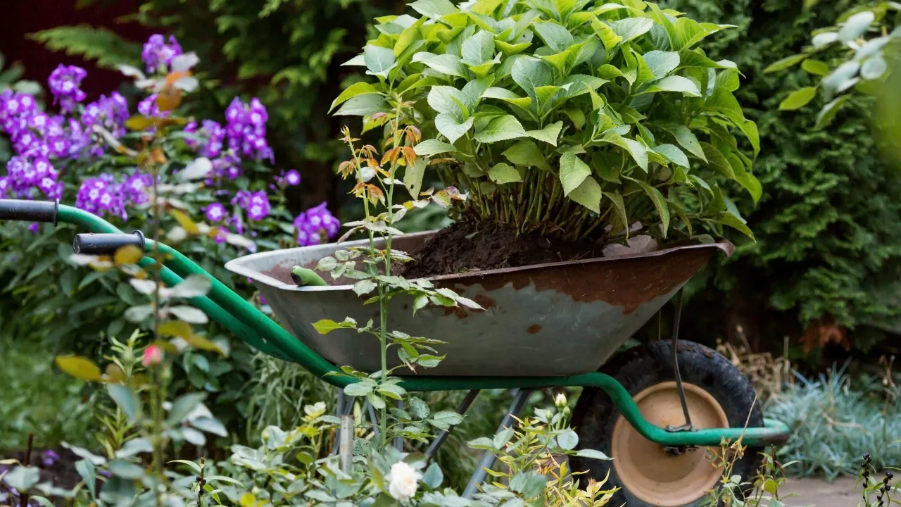 Zdjęcie Darmowe hortensje? Rozmnażaj ogrodowe krzewy jak ekspert!