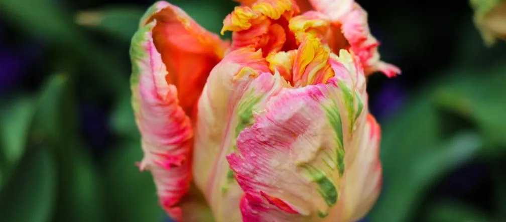 Zdjęcie Kiedy jest sezon na tulipany? Odkryj najlepszy czas na kwitnienie