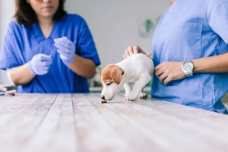 Zdjęcie Desparasitación interna perros: ¿cada cuánto debes hacerlo para su salud?