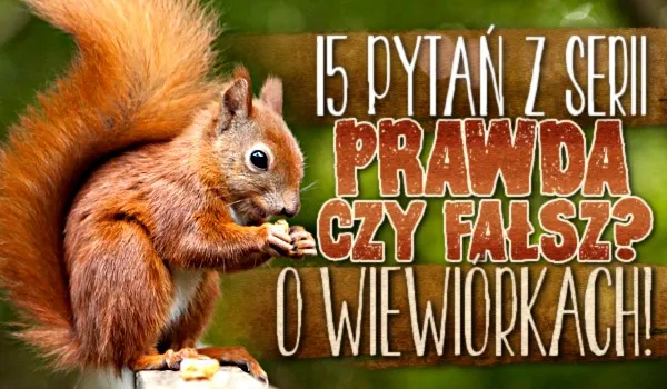 Zdjęcie Zagadka o wiewiórce: zabawne łamigłówki, które zachwycą dzieci