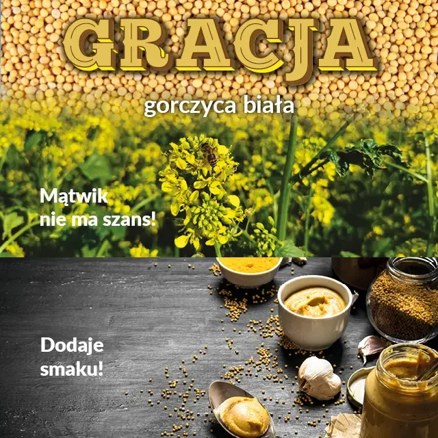 Zdjęcie Kiedy siać gorczycę, aby uniknąć niepowodzeń w uprawie?