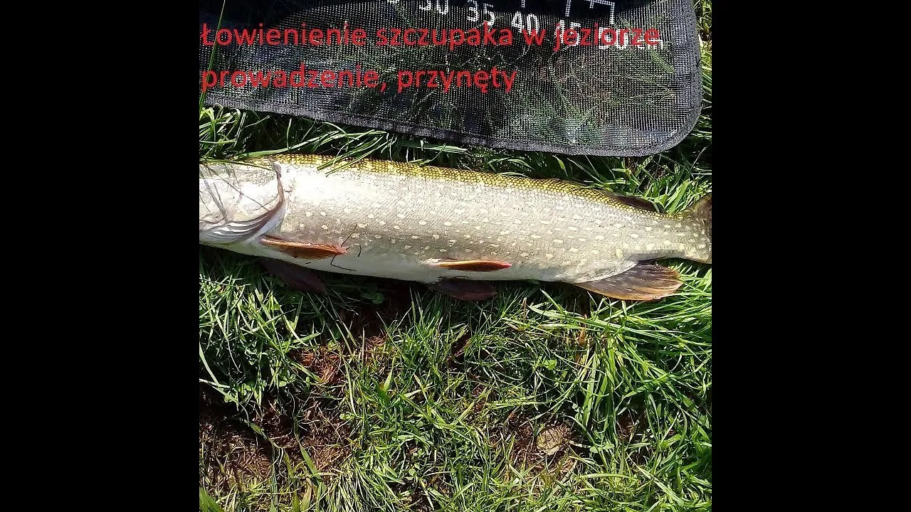 Zdjęcie Najlepsze przynęty na szczupaka, które naprawdę działają w każdych warunkach