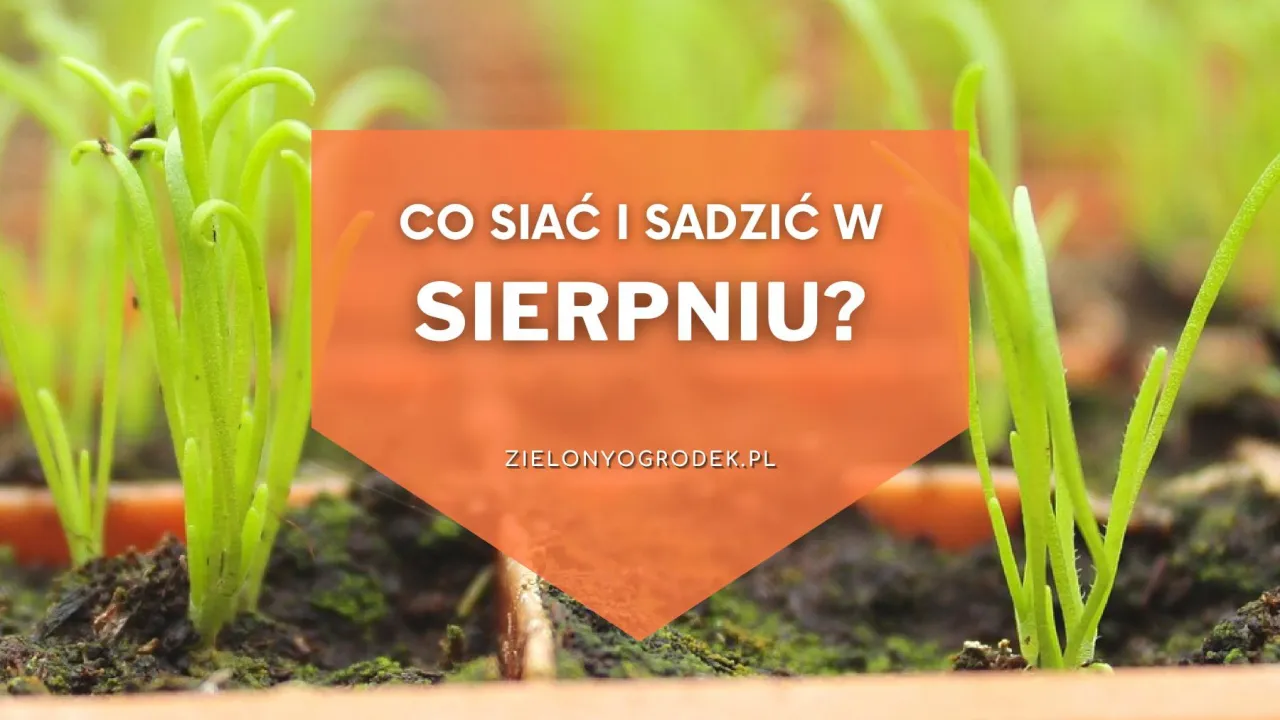 Zdjęcie Co można sadzić w sierpniu? Oto rośliny, które warto wybrać