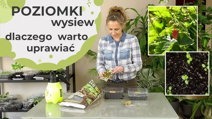 Zdjęcie Wysiew poziomek z nasion: Przewodnik krok po kroku do sukcesu