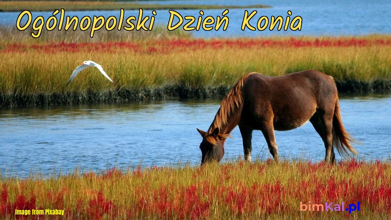 Zdjęcie Kiedy jest Dzień Konia? Odkryj datę i znaczenie tego święta