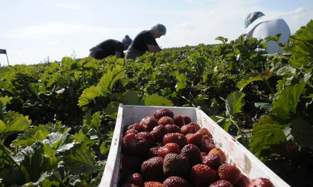 Zdjęcie Ile można zarobić na truskawkach w Niemczech? Zaskakujące stawki!