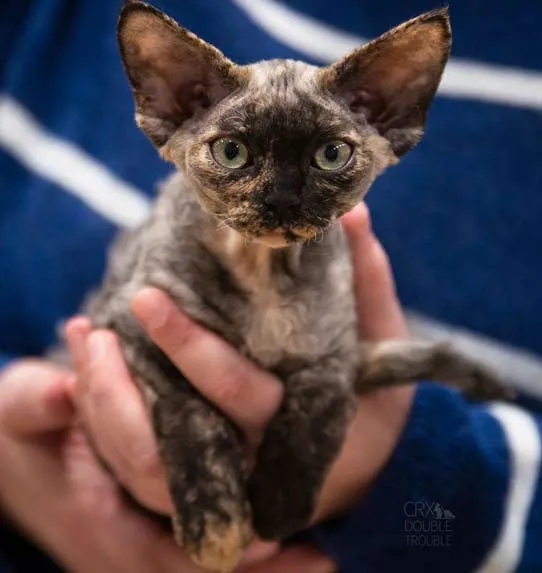 Zdjęcie Rasy kotów Devon Rex: wyjątkowe cechy, historia i pielęgnacja