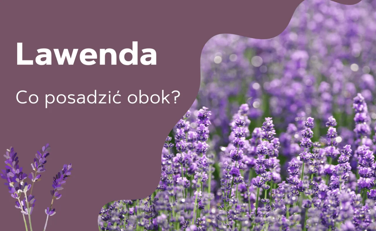 Zdjęcie Co można posadzić obok lawendy? Odkryj najlepsze rośliny towarzyszące