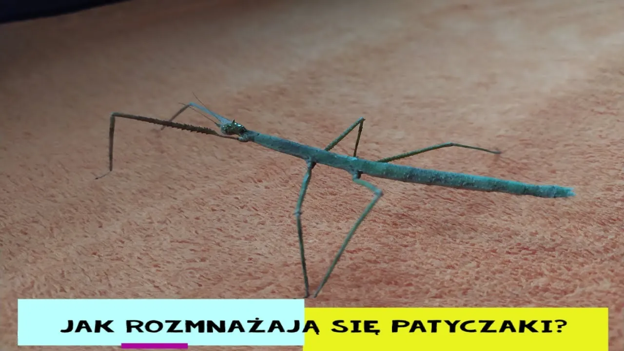 Zdjęcie Jak się rozmnażają patyczaki? Odkryj sekrety ich rozmnażania