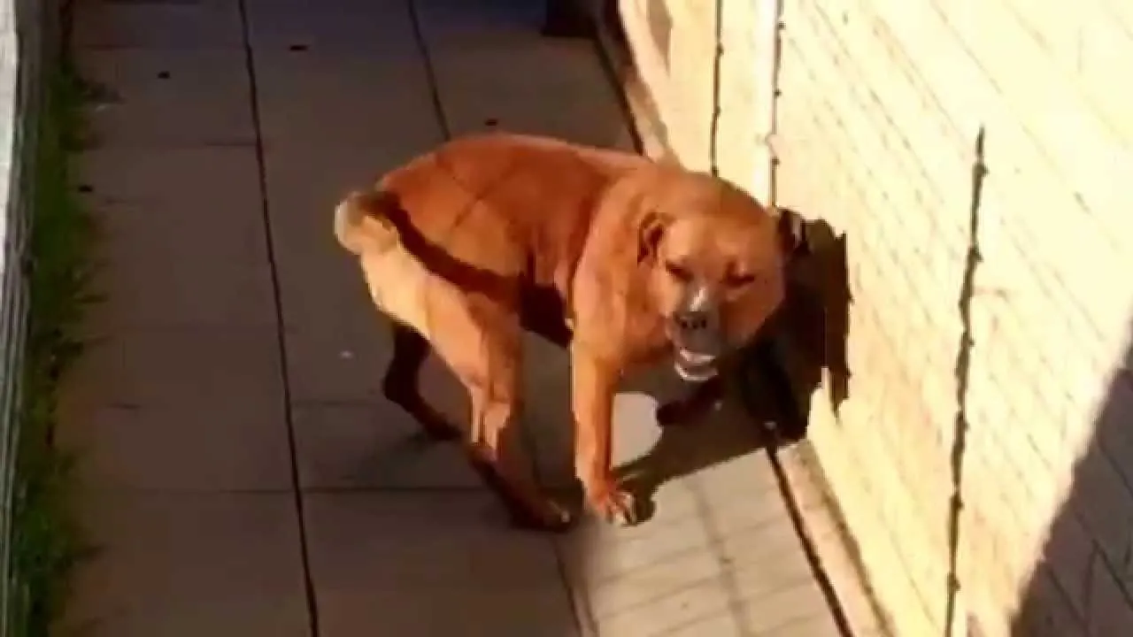 Zdjęcie Dlaczego pies biega w kółko? Zrozum swoje zwierzę i jego potrzeby