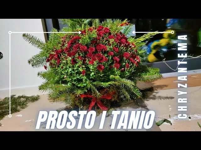 Zdjęcie Jak udekorować chryzantemy w doniczce na cmentarz, by uczcić bliskich