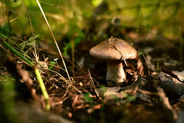 Zdjęcie Jak szukać grzyby w lesie: skuteczne techniki i miejsca na foraging