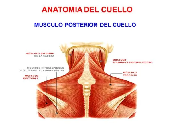 Zdjęcie Todo sobre los músculos del cuello: funciones, tipos y salud cervical