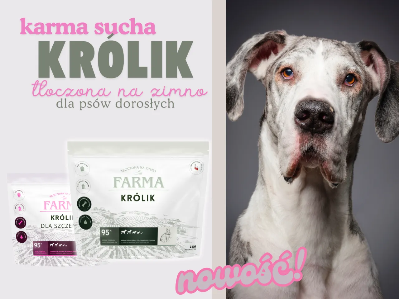Zdjęcie Ile kosztuje karma dla psa? Sprawdź, co wpływa na ceny i wybór