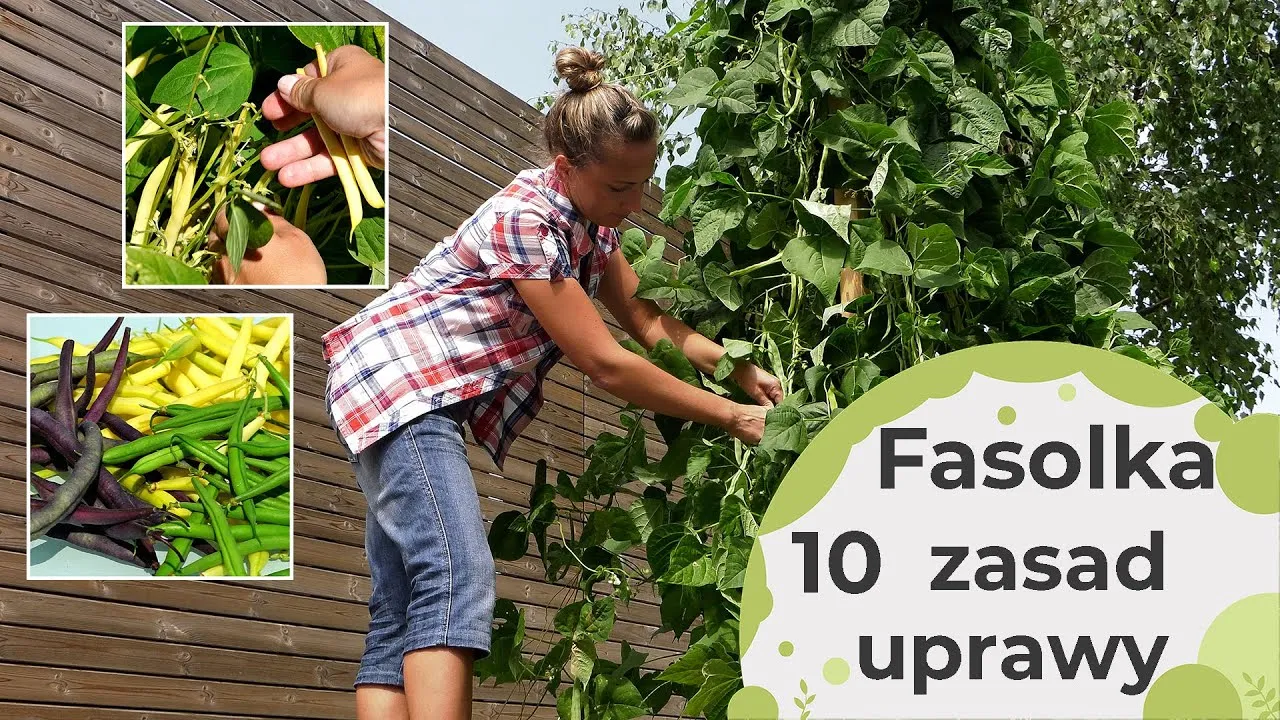 Zdjęcie Jak głęboko siać fasolkę szparagową, by uniknąć nieudanych siewów?