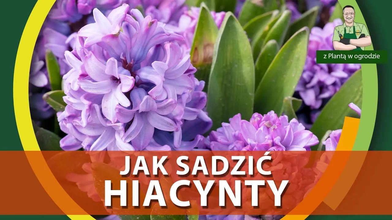 Zdjęcie Kiedy sadzić hiacynty do gruntu, aby uniknąć błędów i cieszyć się kwitnieniem