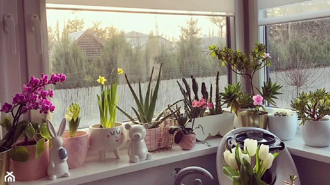 Zdjęcie Jakie kwiaty do kuchni na parapet? 7 najlepszych roślin i porady