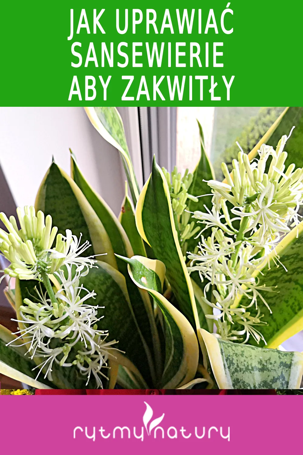 Zdjęcie Jak kwitnie sansewieria? Odkryj sekrety jej rzadkiego kwitnienia
