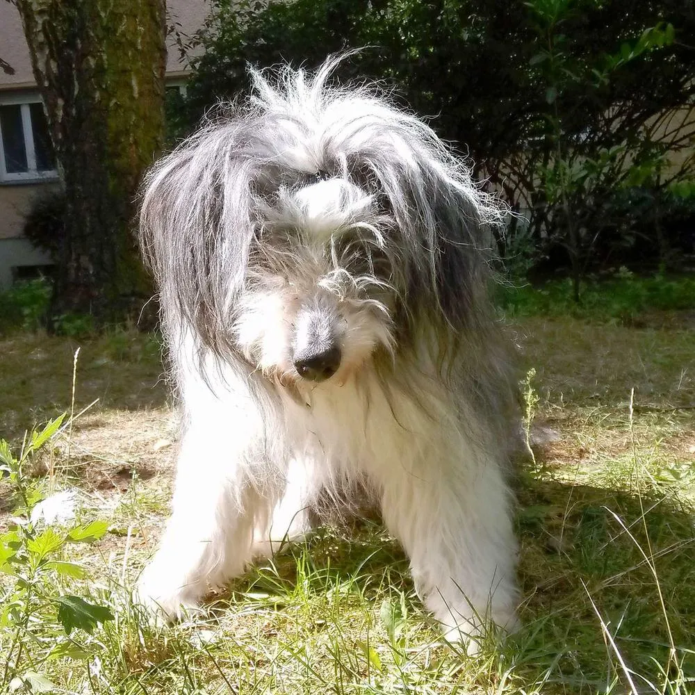 Zdjęcie Wann darf ein Tierarzt einen Hund einschläfern? Wichtige Hinweise für Tierbesitzer