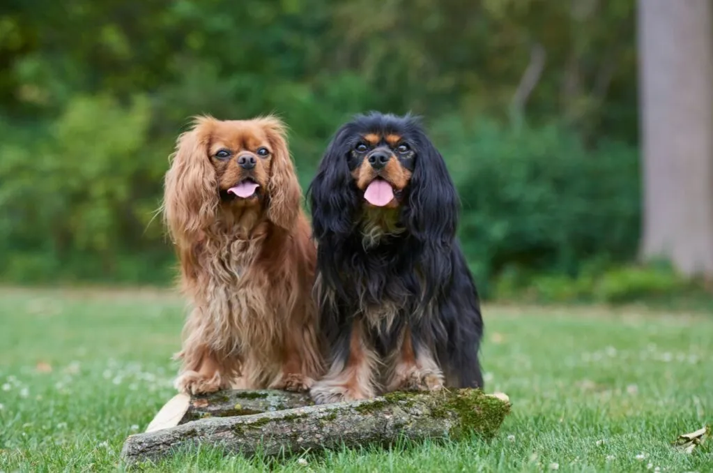 Zdjęcie Pies cavalier king charles spaniel czarny podpalany - cechy i charakterystyka
