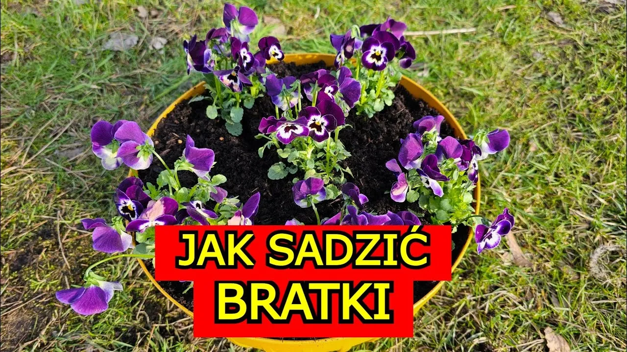 Zdjęcie Jak sadzić bratki - proste kroki, aby uniknąć błędów w uprawie