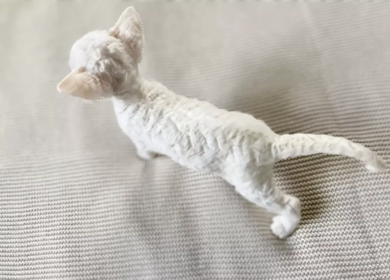 Zdjęcie Kocięta Devon Rex w Łodzi - sprawdź hodowle i ceny kociąt