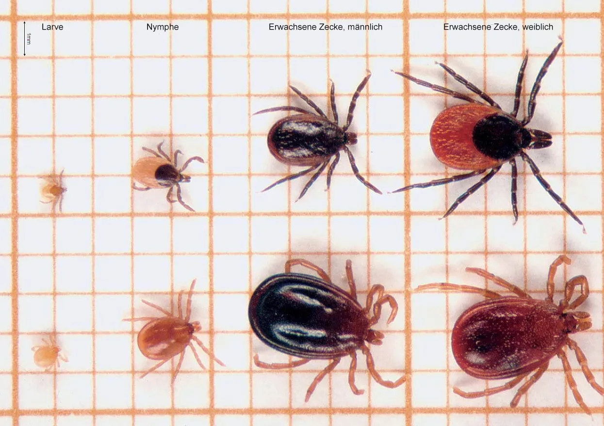 Zdjęcie Wie lange saugen Zecken? Wichtige Infos zur Dauer und Risiken