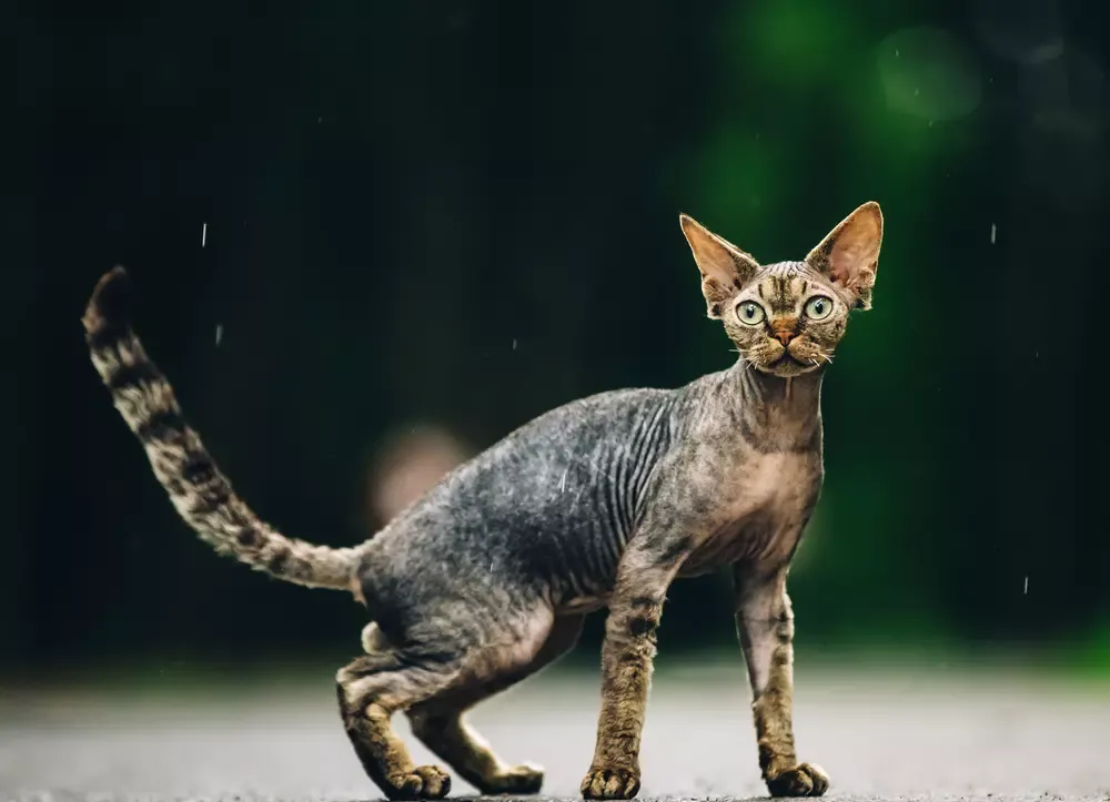 Zdjęcie Gdzie kupić koty Devon Rex w Lublinie - hodowcy i dostępność
