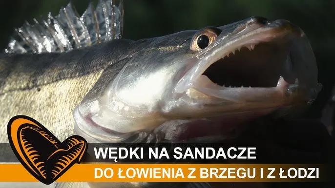 Zdjęcie Jaką wędkę na sandacza wybrać, aby uniknąć nietrafionych zakupów?