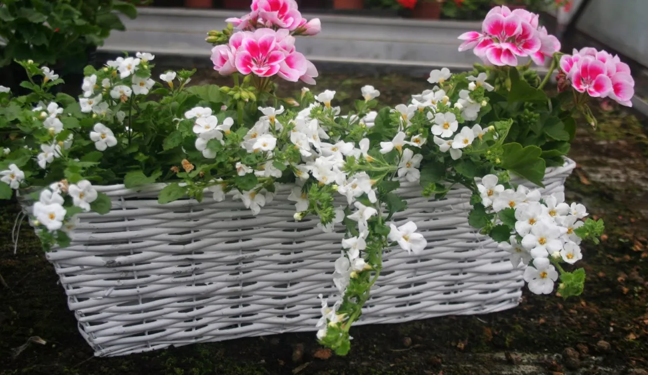 Zdjęcie Z czym łączyć pelargonie na balkon, aby stworzyć piękne kompozycje?