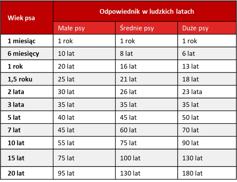 Zdjęcie Ile lat ma pies w psich latach? Poznaj nowoczesne metody przeliczania