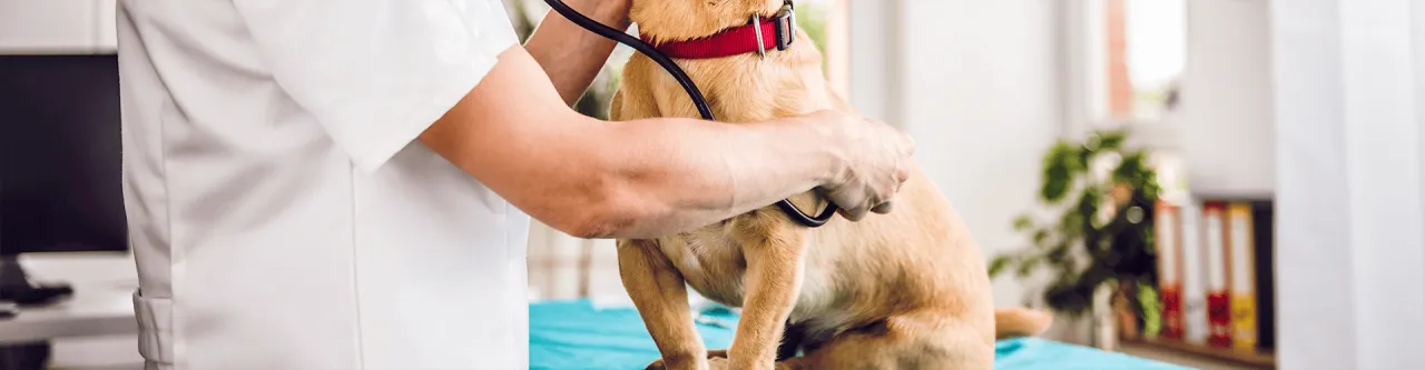 Zdjęcie Wie oft mit Hund zum Tierarzt? Wichtige Tipps für die Gesundheit