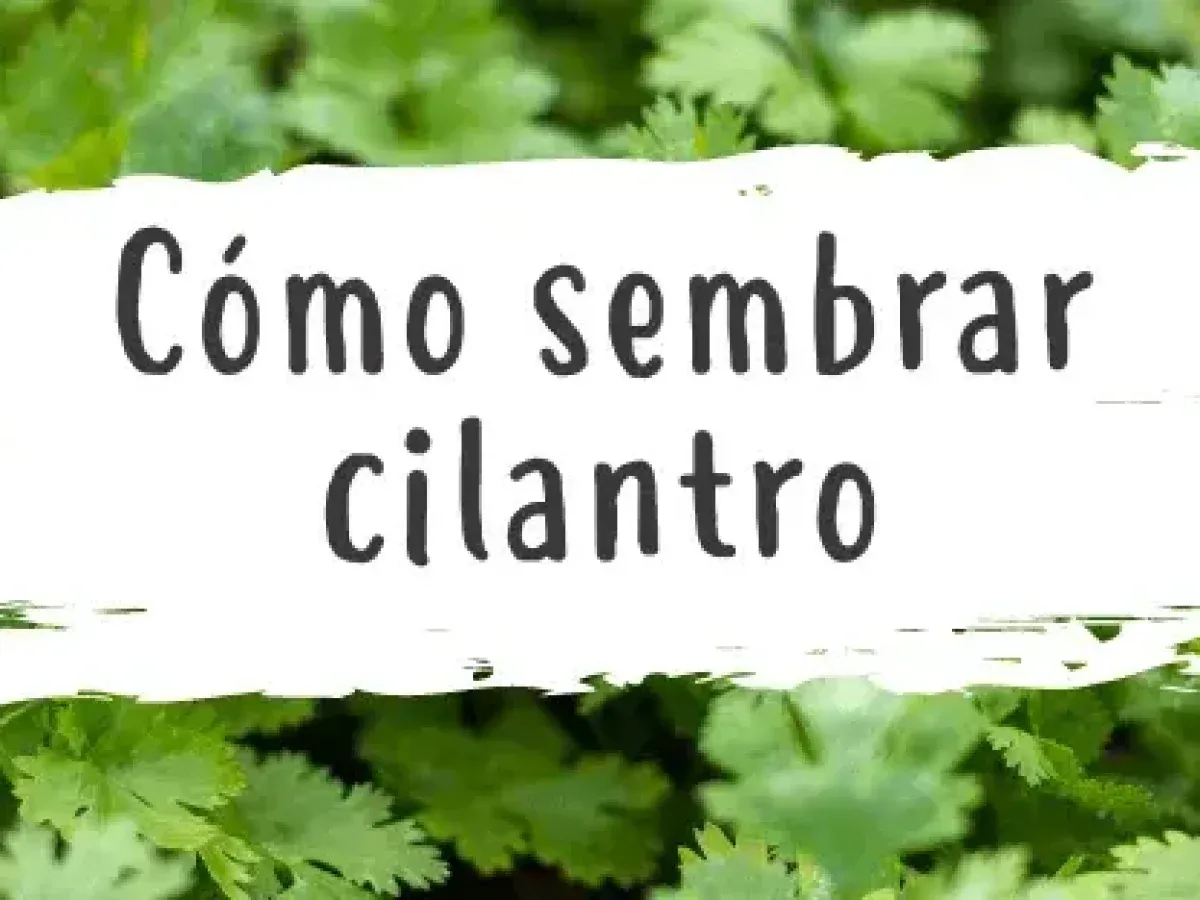 Zdjęcie Cuando plantar cilantro: evita errores comunes y logra una cosecha perfecta