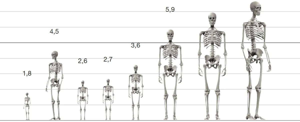 Zdjęcie Ile wzrostu mieli ludzie w średniowieczu? Zaskakujące fakty o wysokości