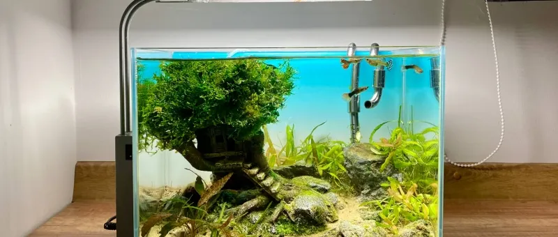 Zdjęcie Jak uzupełnić fosfor w akwarium i uniknąć problemów z roślinami