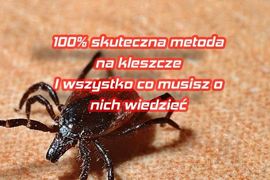 Zdjęcie Najlepsze sposoby na kleszcze – skuteczna ochrona i bezpieczne usuwanie