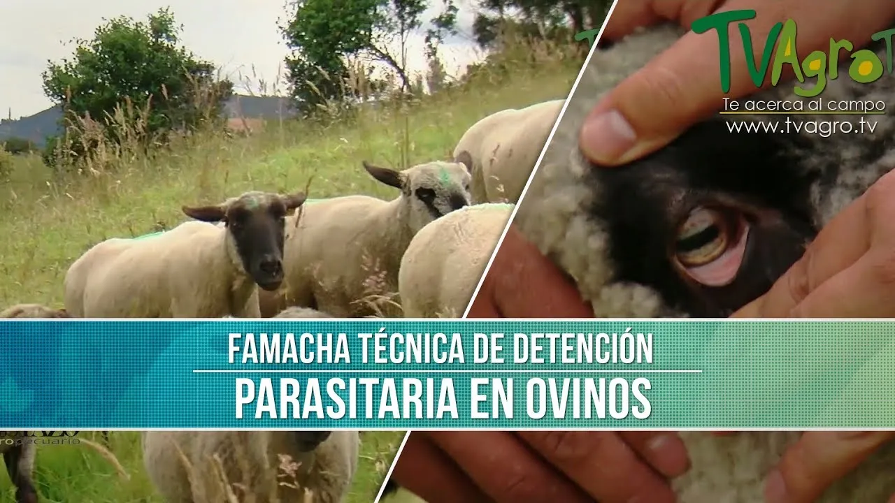 Zdjęcie Desparasitar ovejas de forma natural: métodos efectivos y seguros